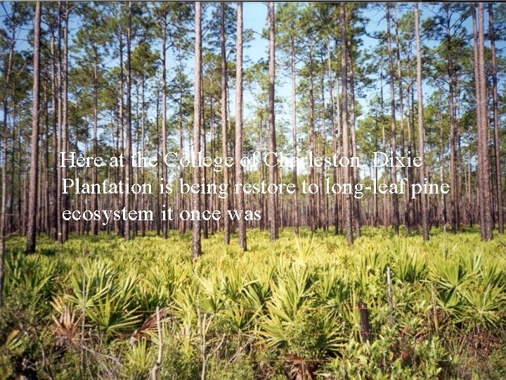 Here at the College of Charleston, Dixie Plantation is being restore to long-leaf pine