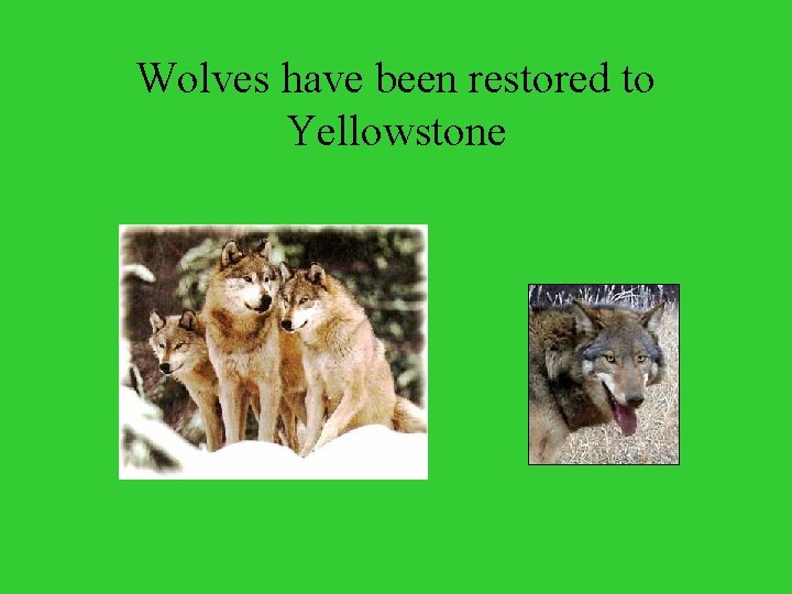 Wolves have been restored to Yellowstone 