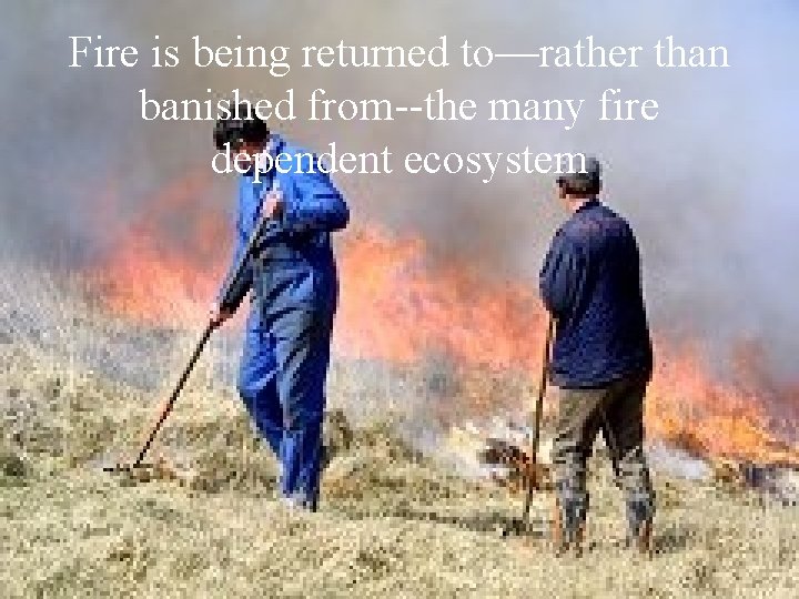 Fire is being returned to—rather than banished from--the many fire dependent ecosystem 