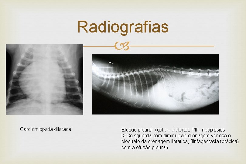 Radiografias Cardiomiopatia dilatada Efusão pleural (gato – piotorax, PIF, neoplasias, ICCe squerda com diminuição