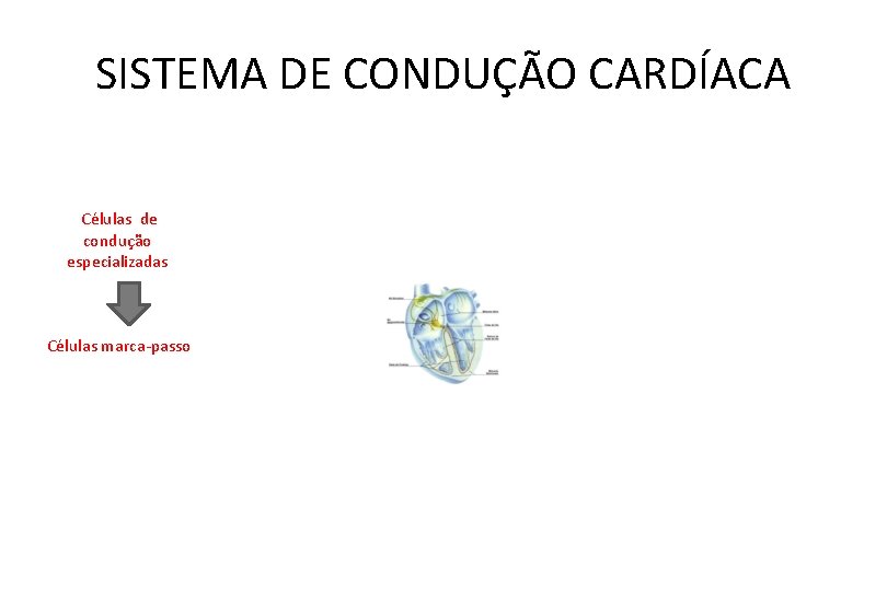 SISTEMA DE CONDUÇÃO CARDÍACA Células de condução especializadas Células marca-passo 