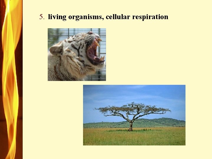 5. living organisms, cellular respiration 