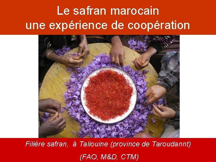 Le safran marocain une expérience de coopération Filière safran, à Taliouine (province de Taroudannt)