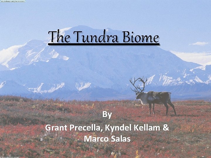 The Tundra Biome By Grant Precella, Kyndel Kellam & Marco Salas 