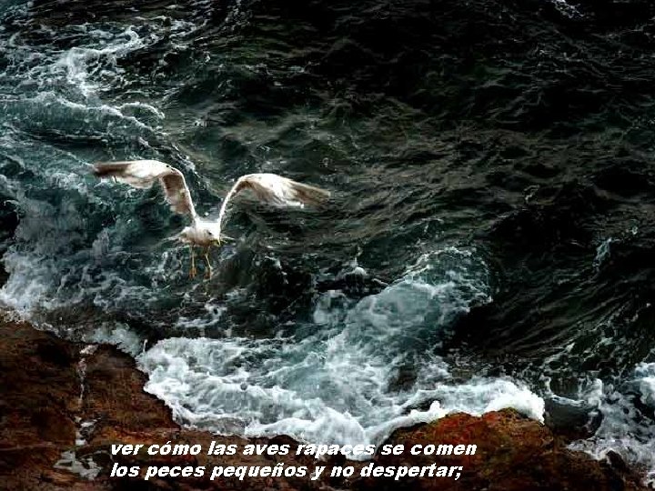 ver cómo las aves rapaces se comen los peces pequeños y no despertar; ver cómo las aves rapaces se comen los peces pequeños y no despertar;