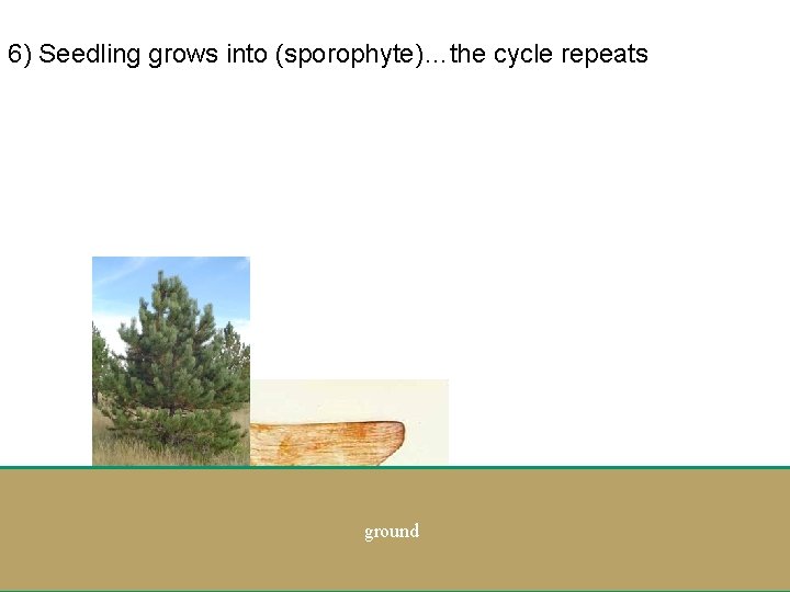 6) Seedling grows into (sporophyte)…the cycle repeats ground 