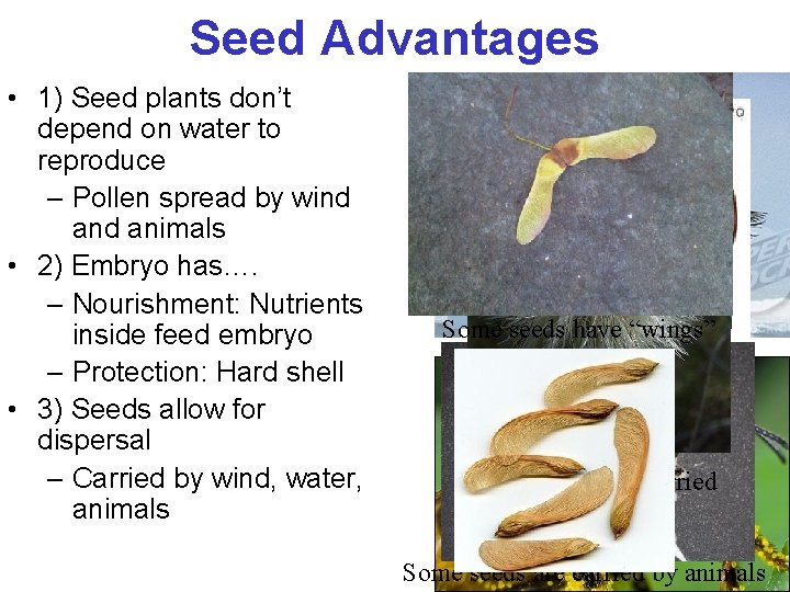 Seed Advantages • 1) Seed plants don’t depend on water to reproduce – Pollen