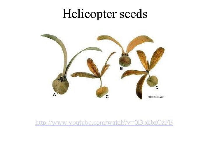 Helicopter seeds http: //www. youtube. com/watch? v=0 l 3 okbz. Cz. FE 