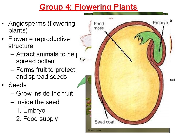 Group 4: Flowering Plants • Angiosperms (flowering plants) • Flower = reproductive structure –