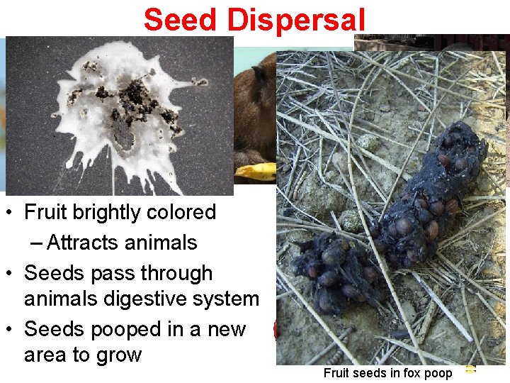 Seed Dispersal • Fruit brightly colored – Attracts animals • Seeds pass through animals