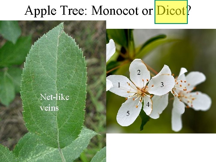 Apple Tree: Monocot or Dicot? 2 3 1 Net-like veins 4 5 