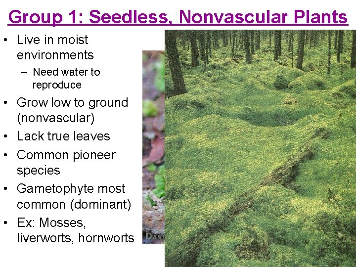 Group 1: Seedless, Nonvascular Plants • Live in moist environments – Need water to