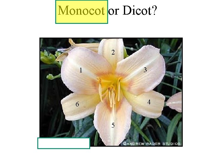 Monocot or Dicot? 2 3 1 4 6 5 