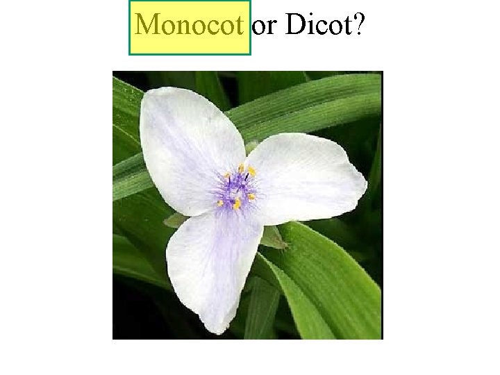 Monocot or Dicot? 