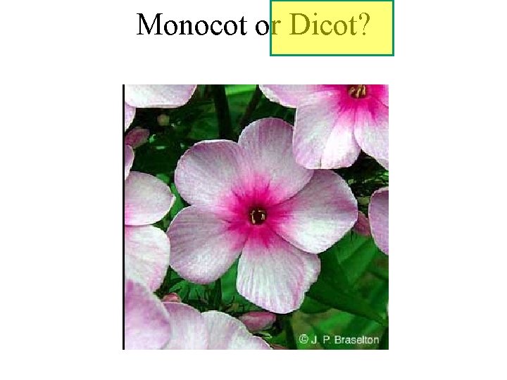 Monocot or Dicot? 