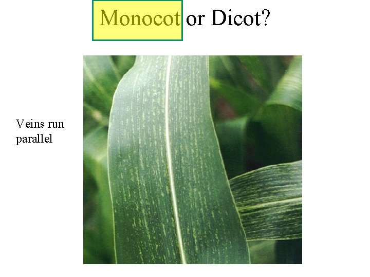 Monocot or Dicot? Veins run parallel 