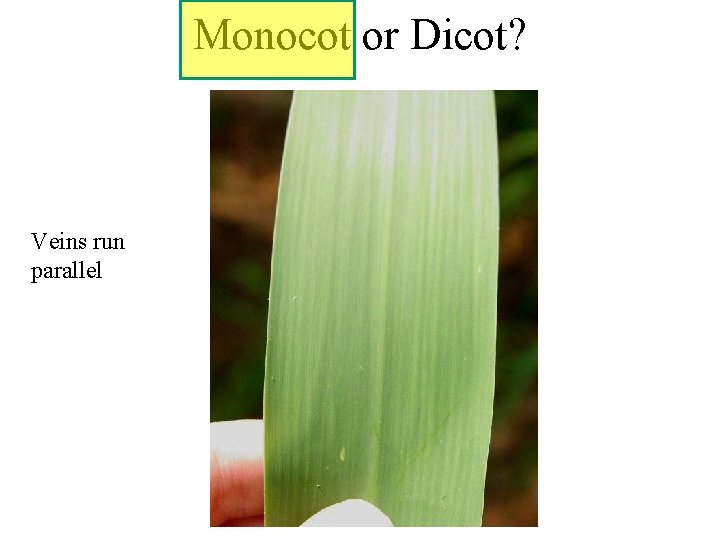 Monocot or Dicot? Veins run parallel 