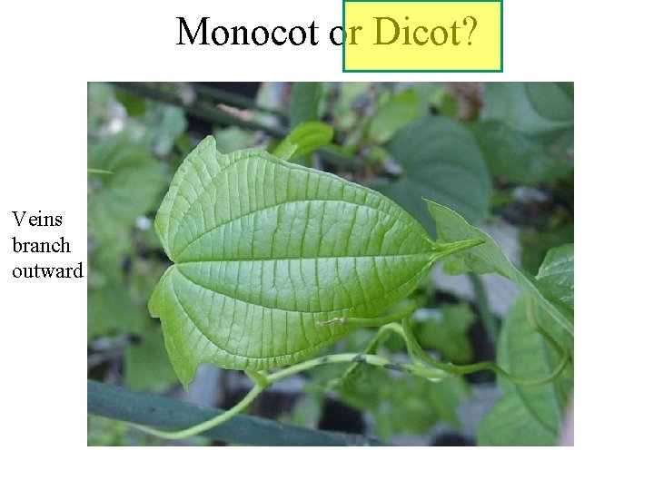 Monocot or Dicot? Veins branch outward 