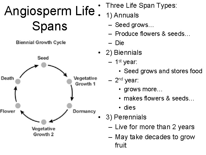 Angiosperm Life Spans • Three Life Span Types: • 1) Annuals – Seed grows…