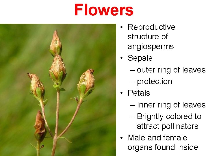 Flowers petals sepals • Reproductive structure of angiosperms • Sepals – outer ring of