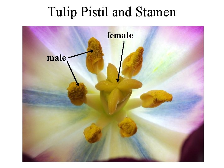 Tulip Pistil and Stamen female 