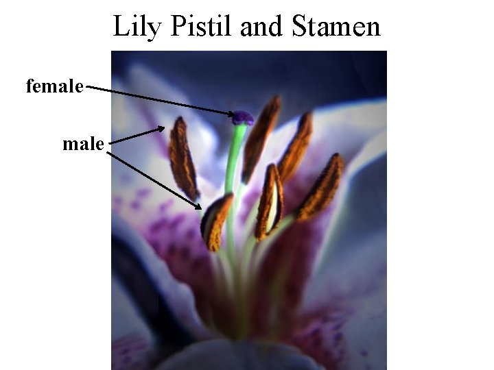Lily Pistil and Stamen female 