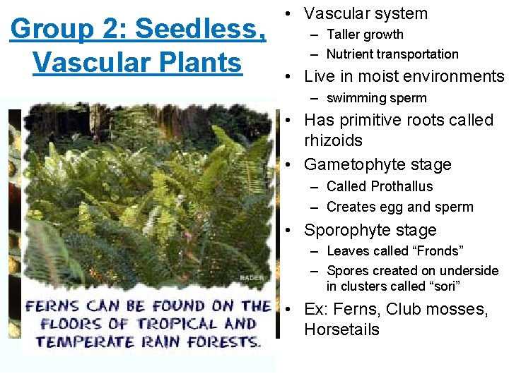 Group 2: Seedless, Vascular Plants • Vascular system – Taller growth – Nutrient transportation