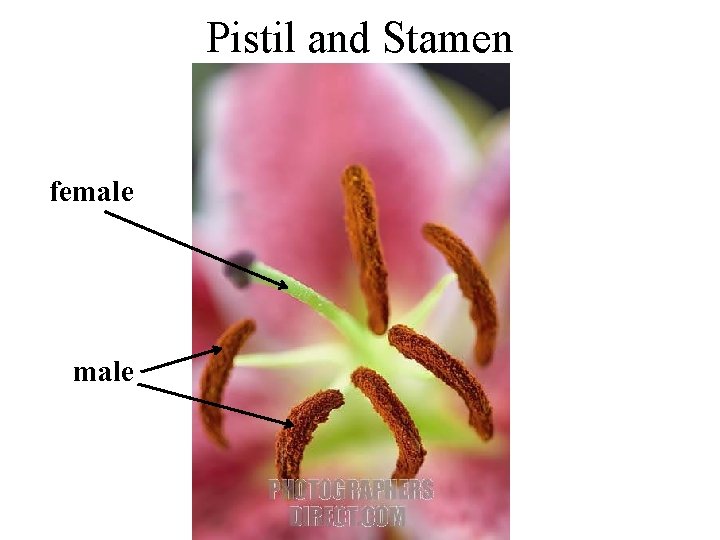 Pistil and Stamen female 