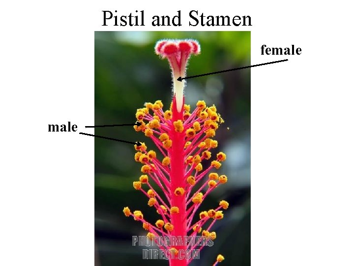 Pistil and Stamen female 