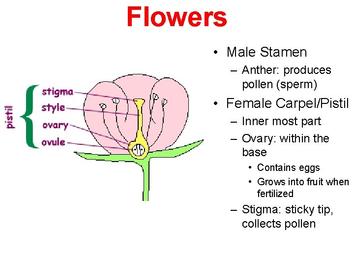Flowers • Male Stamen – Anther: produces pollen (sperm) • Female Carpel/Pistil – Inner