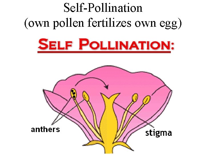 Self-Pollination (own pollen fertilizes own egg) . . . 