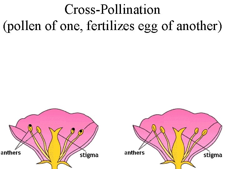 Cross-Pollination (pollen of one, fertilizes egg of another) . . . 