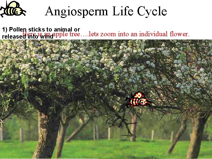 Angiosperm Life Cycle 1) Pollen sticks to animal or Here an apple tree…. lets