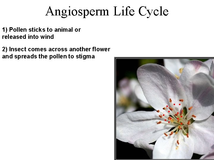 Angiosperm Life Cycle 1) Pollen sticks to animal or released into wind 2) Insect