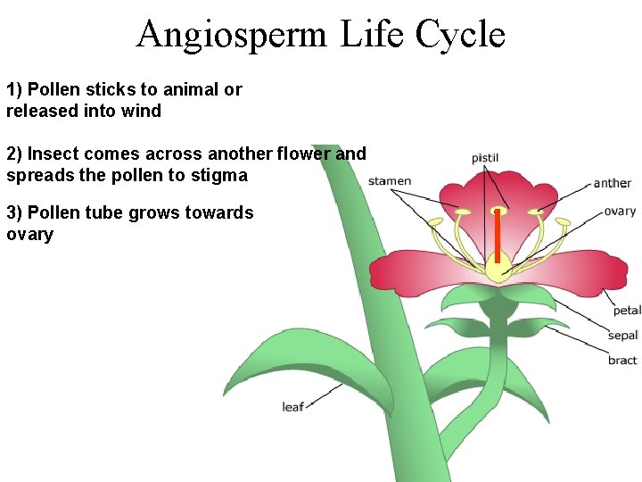 Angiosperm Life Cycle 1) Pollen sticks to animal or released into wind 2) Insect