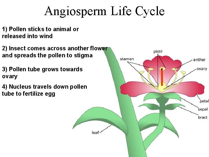 Angiosperm Life Cycle 1) Pollen sticks to animal or released into wind 2) Insect