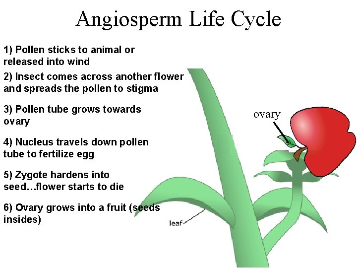 Angiosperm Life Cycle 1) Pollen sticks to animal or released into wind 2) Insect