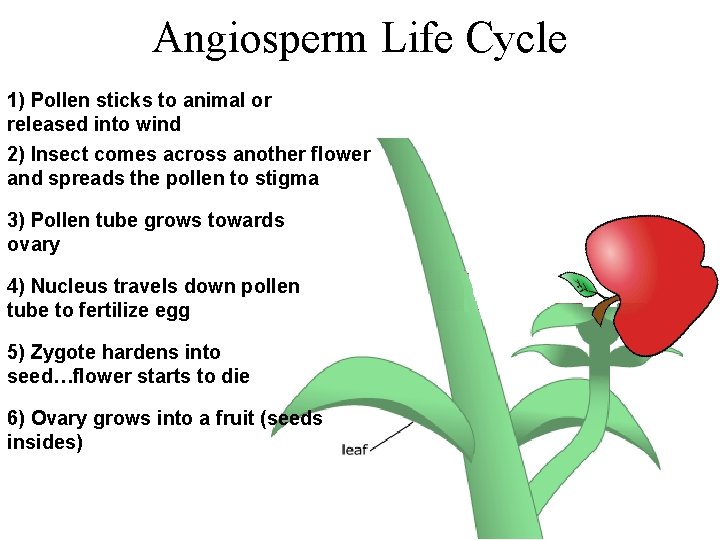 Angiosperm Life Cycle 1) Pollen sticks to animal or released into wind 2) Insect