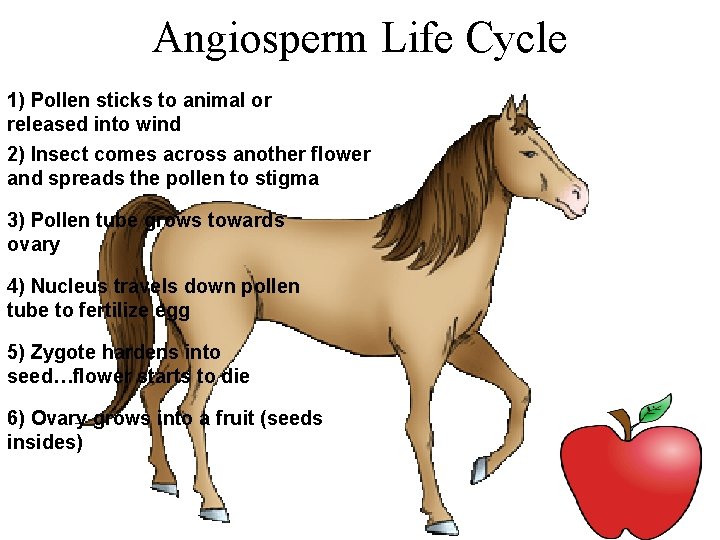 Angiosperm Life Cycle 1) Pollen sticks to animal or released into wind 2) Insect