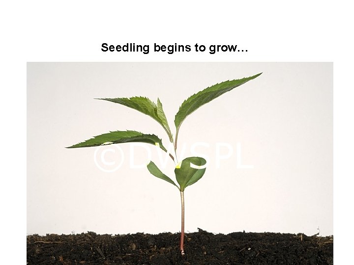 Seedling begins to grow… seed 