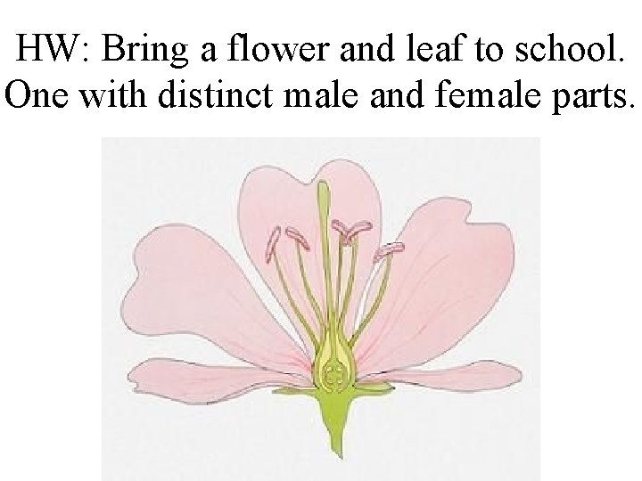 HW: Bring a flower and leaf to school. One with distinct male and female