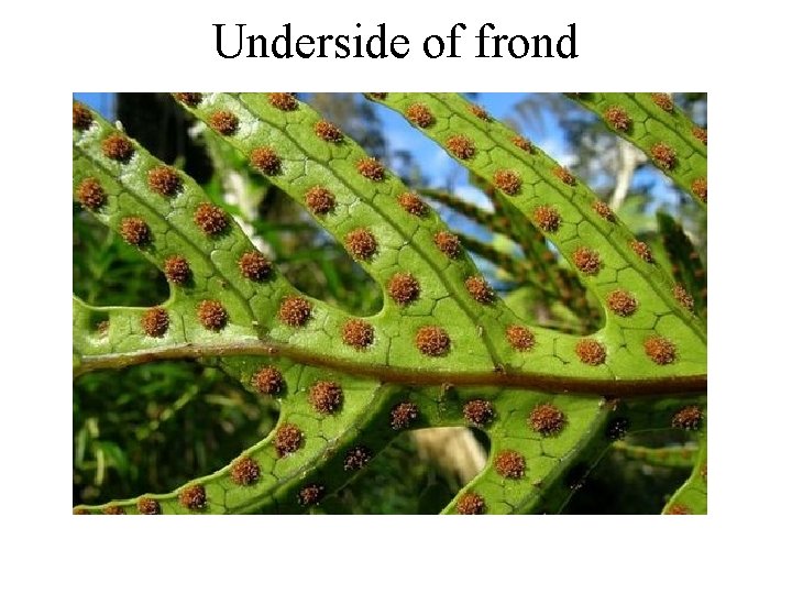 Underside of frond 