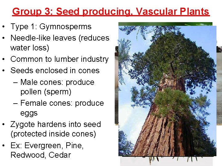 Group 3: Seed producing, Vascular Plants • Type 1: Gymnosperms • Needle-like leaves (reduces