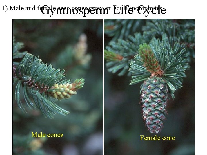 Gymnosperm Life Cycle 1) Male and female seed cones grow on adult sporophytes Let’s