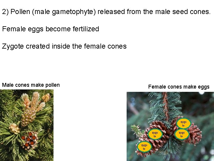 2) Pollen (male gametophyte) released from the male seed cones. Female eggs become fertilized