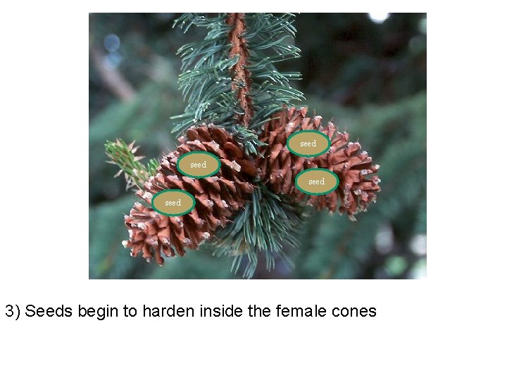 seed 3) Seeds begin to harden inside the female cones 