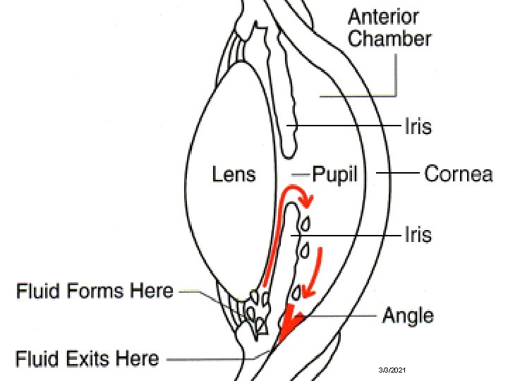 3/3/2021 17 3/3/2021 17