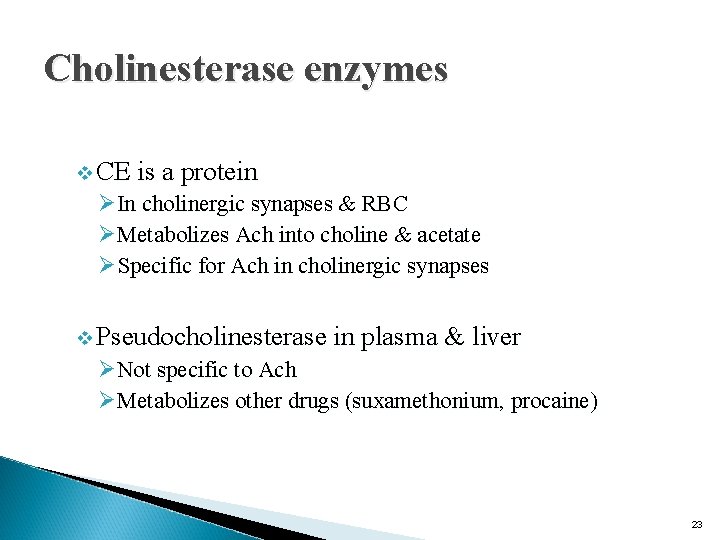 Cholinesterase enzymes v CE is a protein ØIn cholinergic synapses & RBC ØMetabolizes Ach