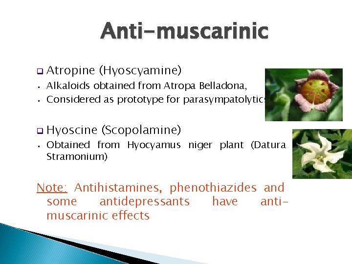 Anti-muscarinic q Atropine (Hyoscyamine) • Alkaloids obtained from Atropa Belladona, Considered as prototype for