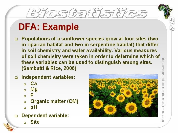 q Populations of a sunflower species grow at four sites (two in riparian habitat q Populations of a sunflower species grow at four sites (two in riparian habitat